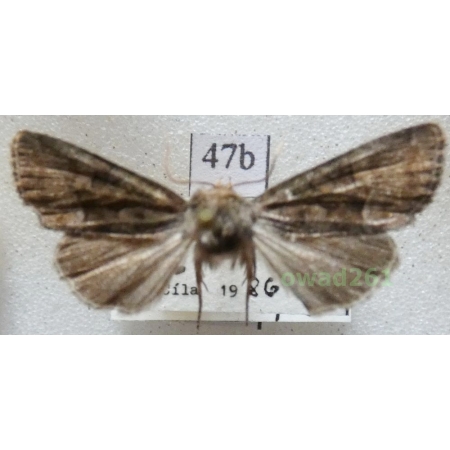 Oligia latruncula (Denis & Schiffermüller, 1775) Czech47b